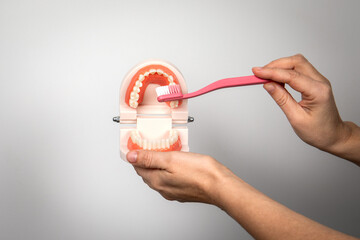 Proper brushing of teeth for better health, dental model and toothbrush - obrazy, fototapety, plakaty