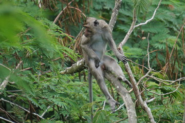 Naklejka na ściany i meble Macaca fascicularis (Monyet kra, kera ekor panjang, monyet ekor panjang, long-tailed macaque, monyet pemakan kepiting, crab-eating monkey) on the tree.