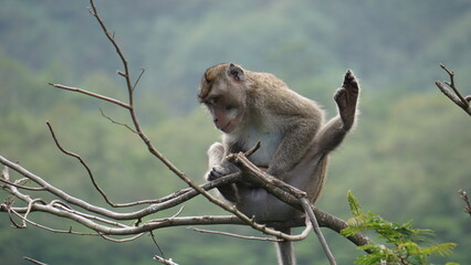 Macaca fascicularis (Monyet kra, kera ekor panjang, monyet ekor panjang, long-tailed macaque, monyet pemakan kepiting, crab-eating monkey) on the tree. - obrazy, fototapety, plakaty
