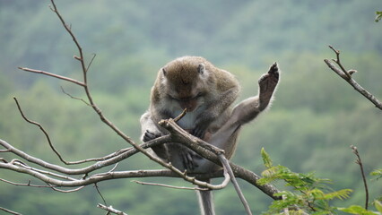 Macaca fascicularis (Monyet kra, kera ekor panjang, monyet ekor panjang, long-tailed macaque,...