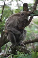 Macaca fascicularis (Monyet kra, kera ekor panjang, monyet ekor panjang, long-tailed macaque, monyet pemakan kepiting, crab-eating monkey) on the tree.
