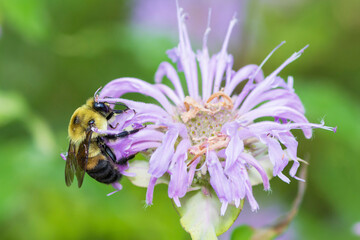 Selective focus on a Brown-Belted Bumble Bee, Bombus Griseocollis