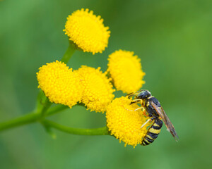 Selective focus on a Flat-Collared Beewolf, Philanthus Ventilabris