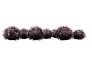 Purple Sea Urchin transparent image
