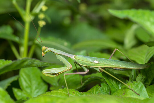Selective focus on a green Giant African mantis, Sphodromantis Viridis