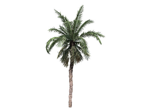 Date palm tree high quality transparent image