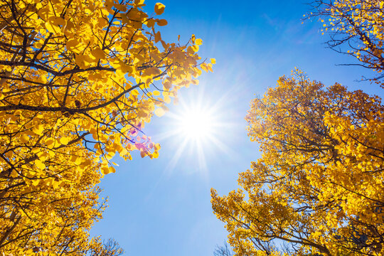 A sunburst in a blue sky between colorful yellow aspens