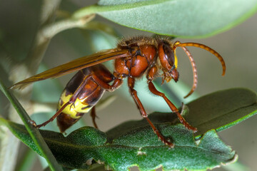 Selective focus on Oriental Hornet, Vespa Orientalis