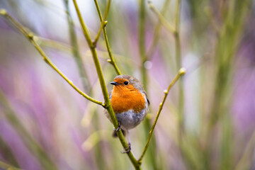 Cute Robin perched on a branch in a garden.