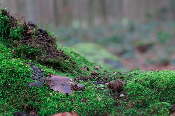 Closeup of green moss on the ground in a forest