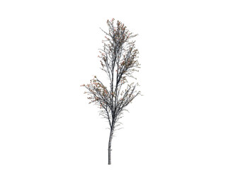 tree for backyard 3d rendering transparent image