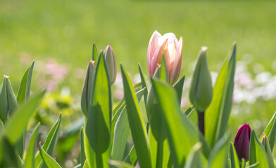 Early spring, green tulip buds and pink tulip in the spring garden, sunny bright day