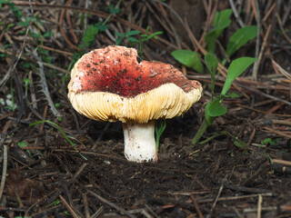 Russula sanguinaria