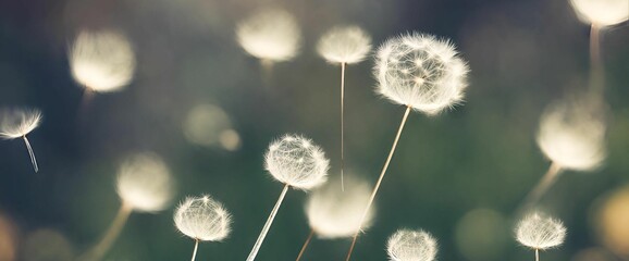 dandelion seeds in the wind