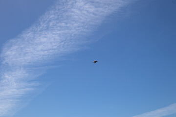 Blue sky with chemtrails and a bird