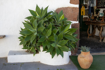 Agave in a pot on the street, Teguise, Lanzarote