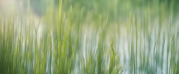green grass field