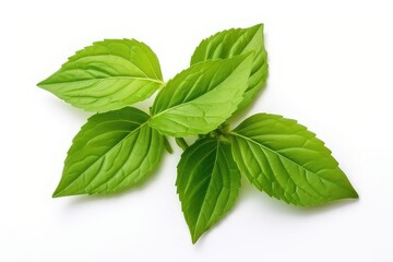 Holy basil leaf isolated on white background,It is cultivated for religious and medicinal purposes, and for essential oil and a herbal tea - obrazy, fototapety, plakaty