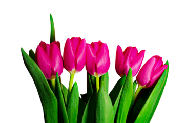 Pink tulips isolated with free space for your text Design for banner wishing card poster Mother's day women's day birthday wedding valentines day Spring flowers Gift for women girls bouquet of tulip