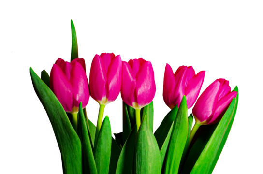 Pink tulips isolated with free space for your text Design for banner wishing card poster Mother's day women's day birthday wedding valentines day Spring flowers Gift for women girls bouquet of tulip