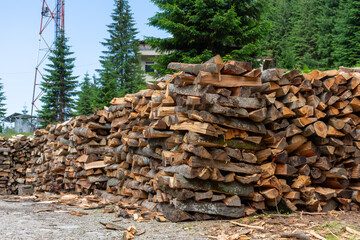 In the forest, gathering firewood for the winter