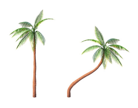 Palm trees on a white background. Vector illustration