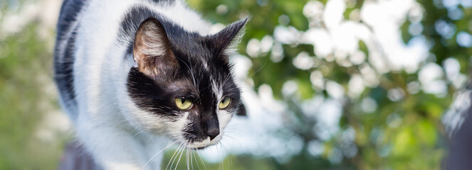 Close up portrait of European shorthair cat hunting outdoors and listens carefully. Banner photo