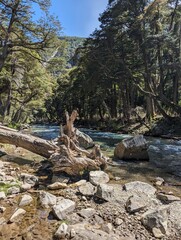 Fallen tree at patagonian river coast