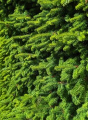 Pine branches green background at patagonia