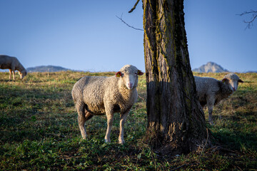Moutons se cachant autour d'un arbre
