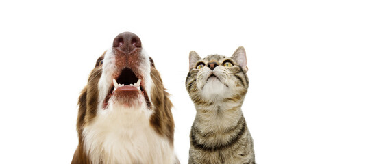 Pets banner. Dog and cat looking up begging treats or food. Isolated on white background