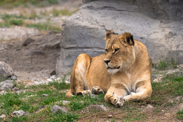 Majestic Repose: The Lying Tiger