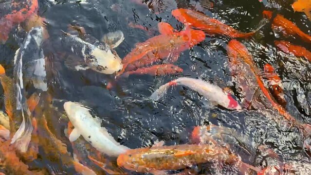 Fancy Koi fish or Fancy Carp swimming in a fish pond. Popular pets for relaxation and feng shui meaning  