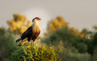 crested caracara on perch at sunset 