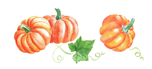 Watercolor hand painted illustration of  pumpkin, orange vegetables , pumpkins with leaves, Halloween , vegetarian food, watercolor illustration	