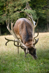 Hirsch