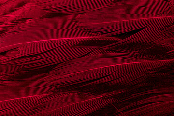 red pheasant feathers, background or texture