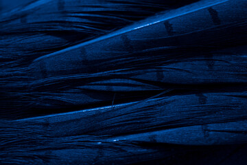 blue pheasant feathers, background or texture