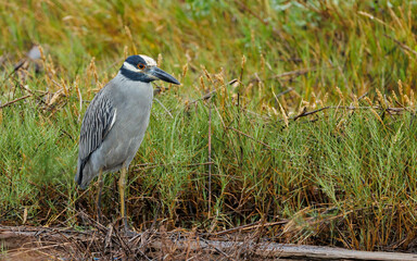 black-crowned night-heron, or black-capped night-heron hunting