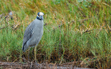 black-crowned night-heron, or black-capped night-heron hunting
