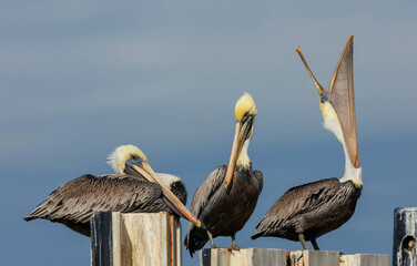 funny humor pelicans perched on posts