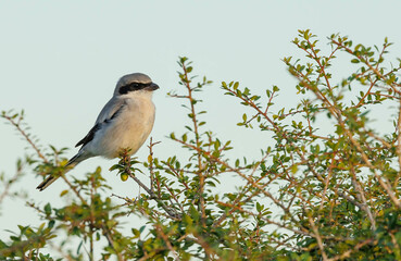 Northern shrike hunting from tree branch