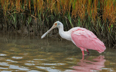 Roseate Spoonbill feeding in marsh waters
