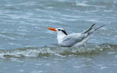arctic tern in ocean waves