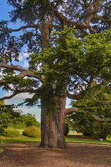 massive Pine tree - Sudeley Castle- Gloucestershire - England