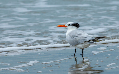 arctic tern in ocean waves