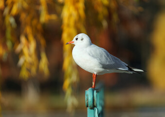 Black-headed Gull, Chroicocephalus ridibundus, sitting on the railings in the Prague Stromovka park, sunny fall day in Czech Republic.