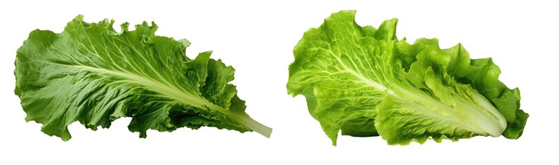 Green frillies iceberg lettuce isolated on white background. PNG