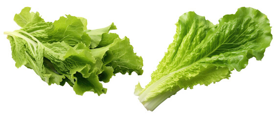 Green frillies iceberg lettuce isolated on white background. PNG	