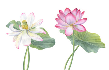 Obraz premium White, pink Lotus flower with green Leaf. Delicate blooming Water Lily. Intertwining stems of flower and leaves. Watercolor illustration isolated on white. Hand drawn composition for poster, cards